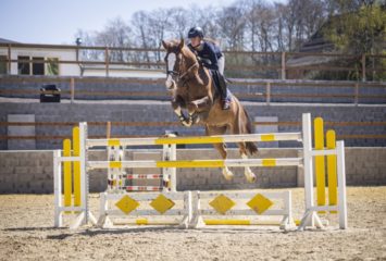 Springpferde kaufen - Verkaufspferde - Reitsportzentrum Bödicker