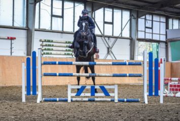 irish-sport-horse-wallach-6jahre-163-cm-dunkelbrauner-freizeitpferd-springpferd-jagdpferd-wuppertal